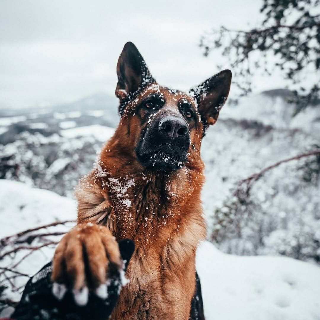 Овчарка улыбается