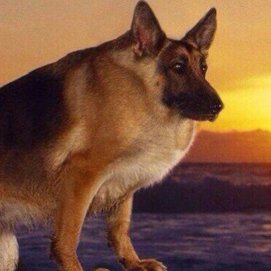 Немецкая овчарка Рейн