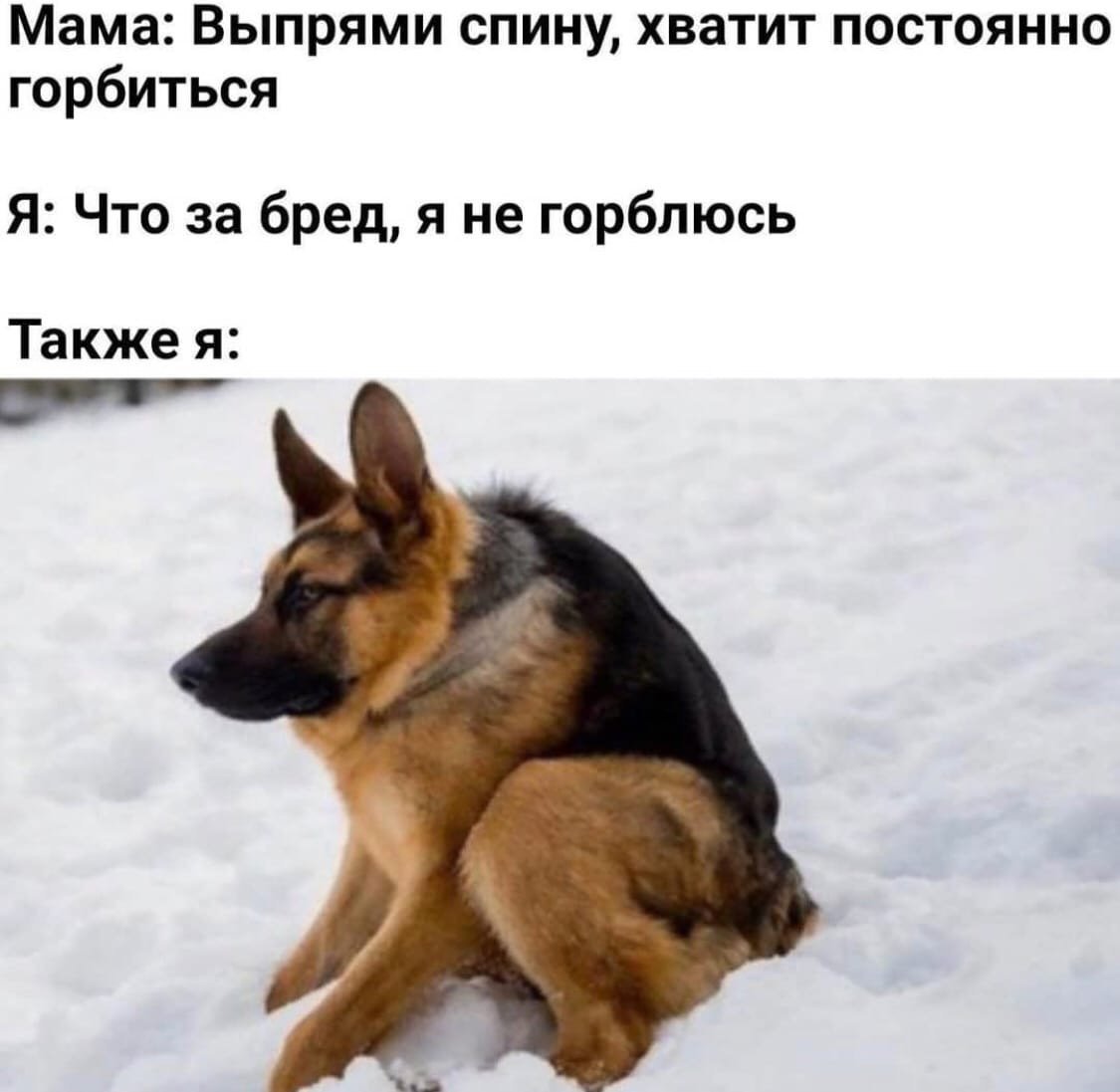 Смешные немецкие овчарки