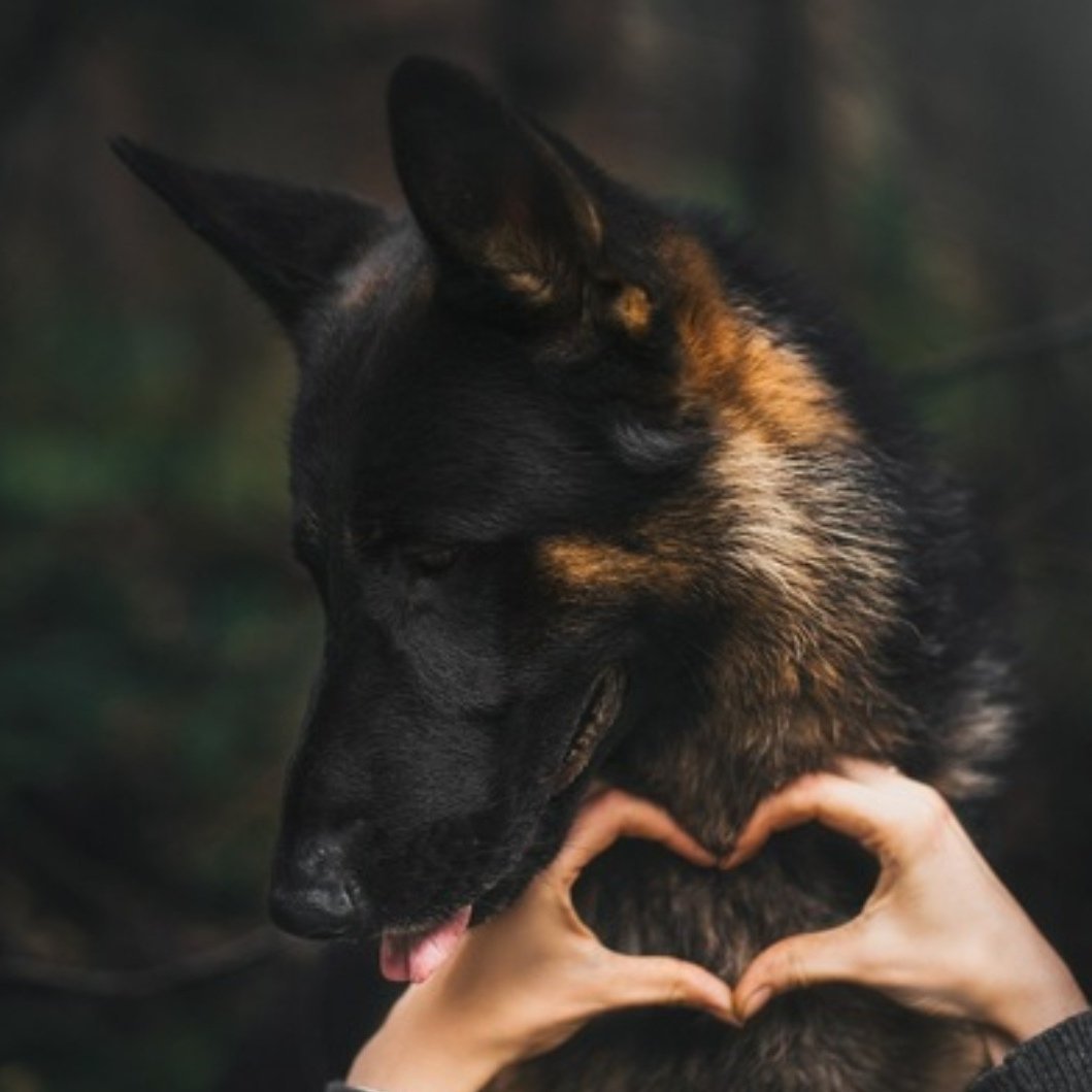 Немецкая овчарка Эстетика