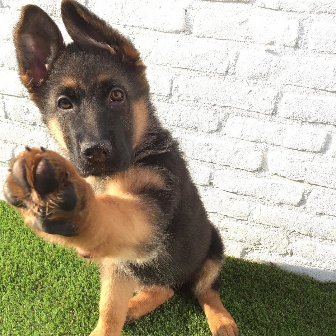 Метис австралийской овчарки