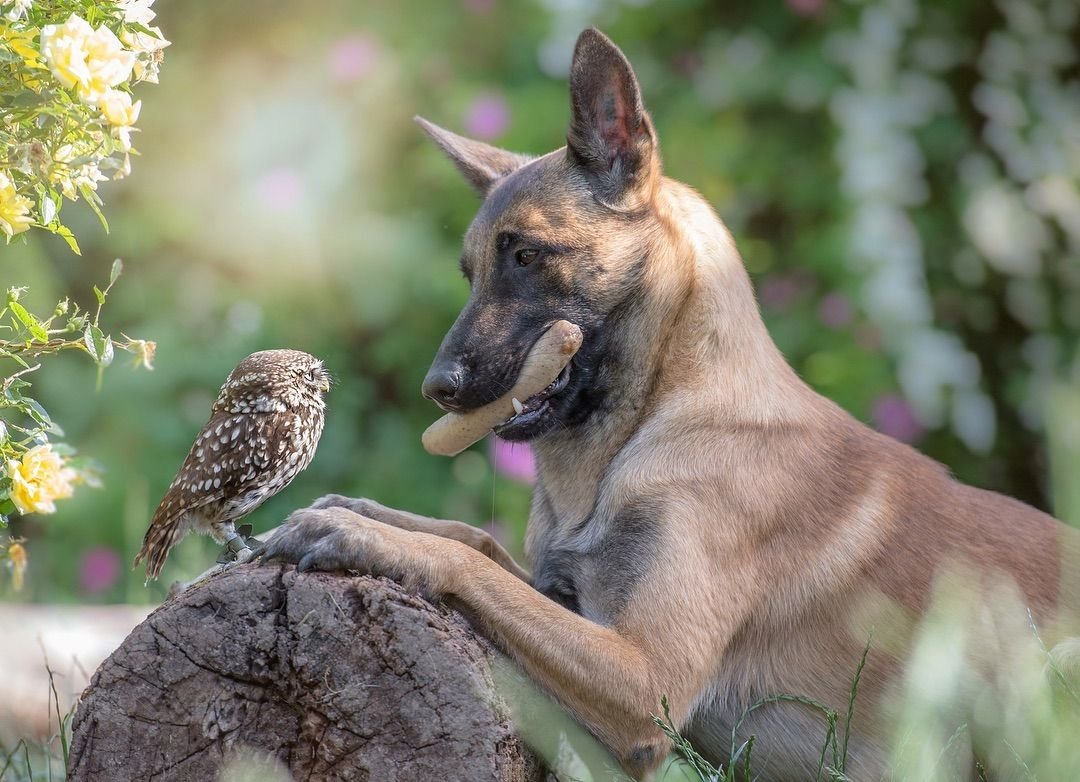 Смешные морды овчарок