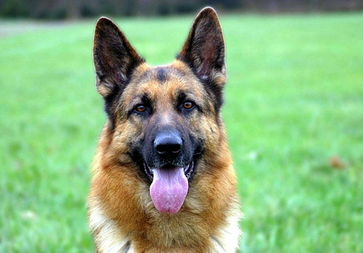 Немецкая овчарка щенок милый