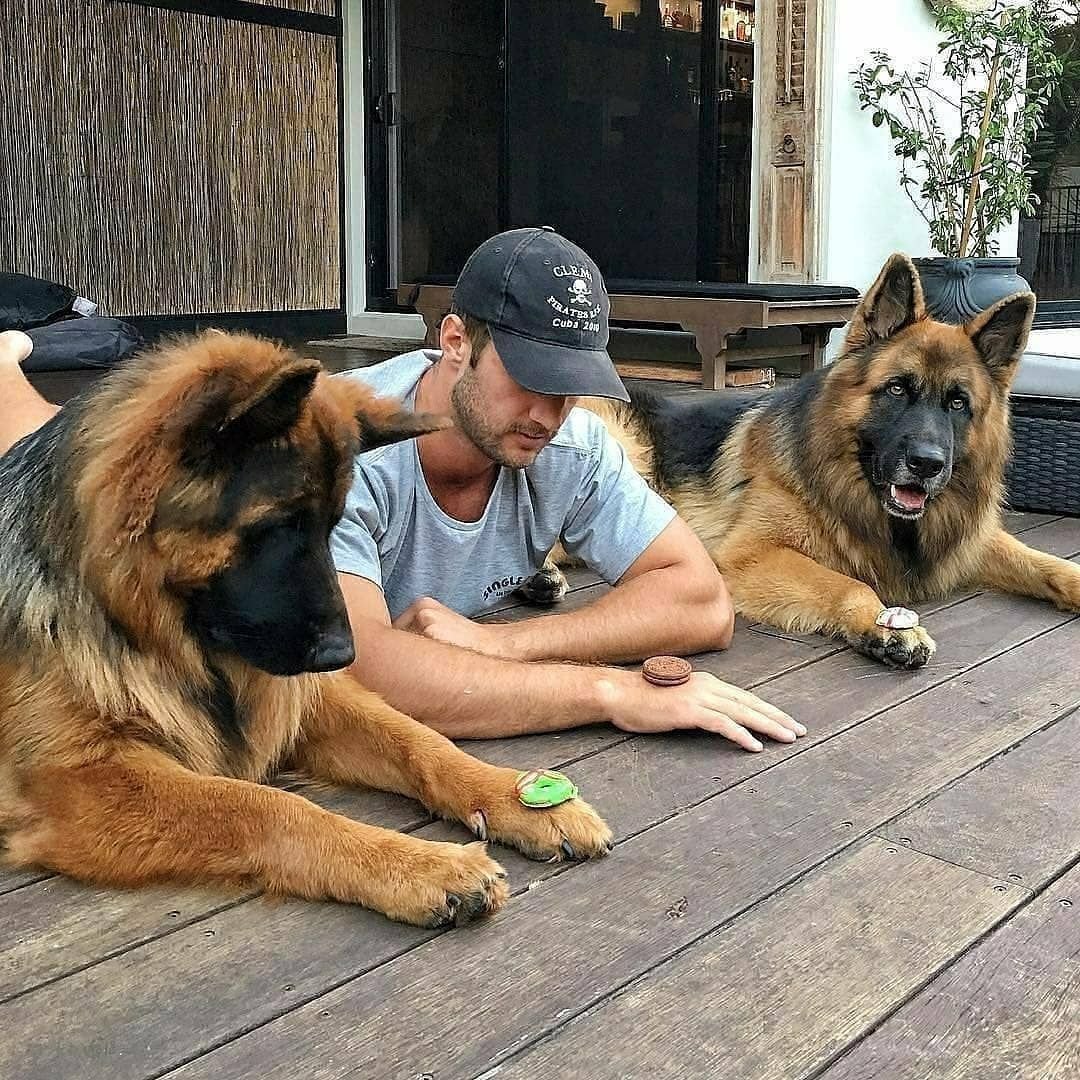 Немецкая овчарка Эстетика