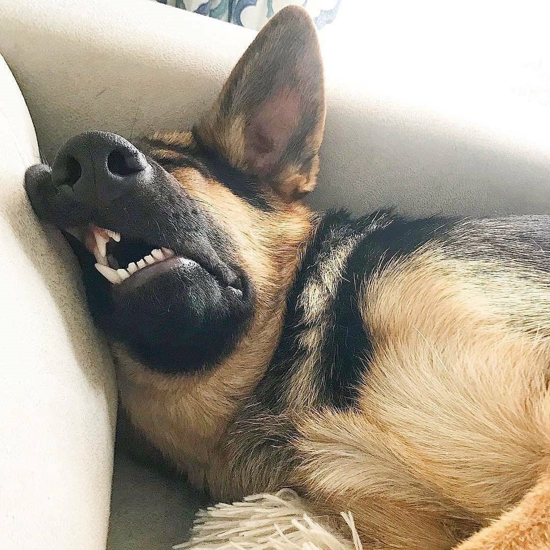 Пёс Пальма овчарка