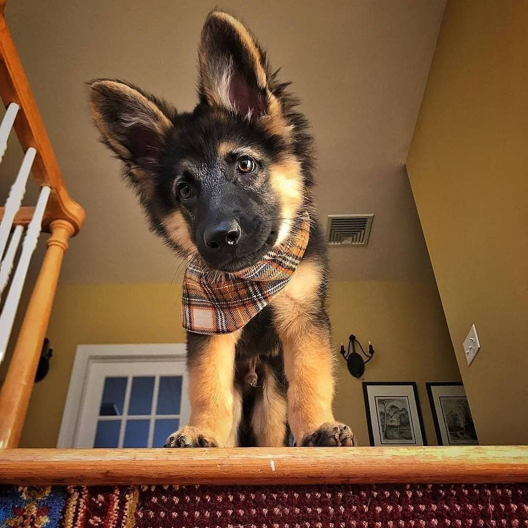 Лающая собака немецкая овчарка