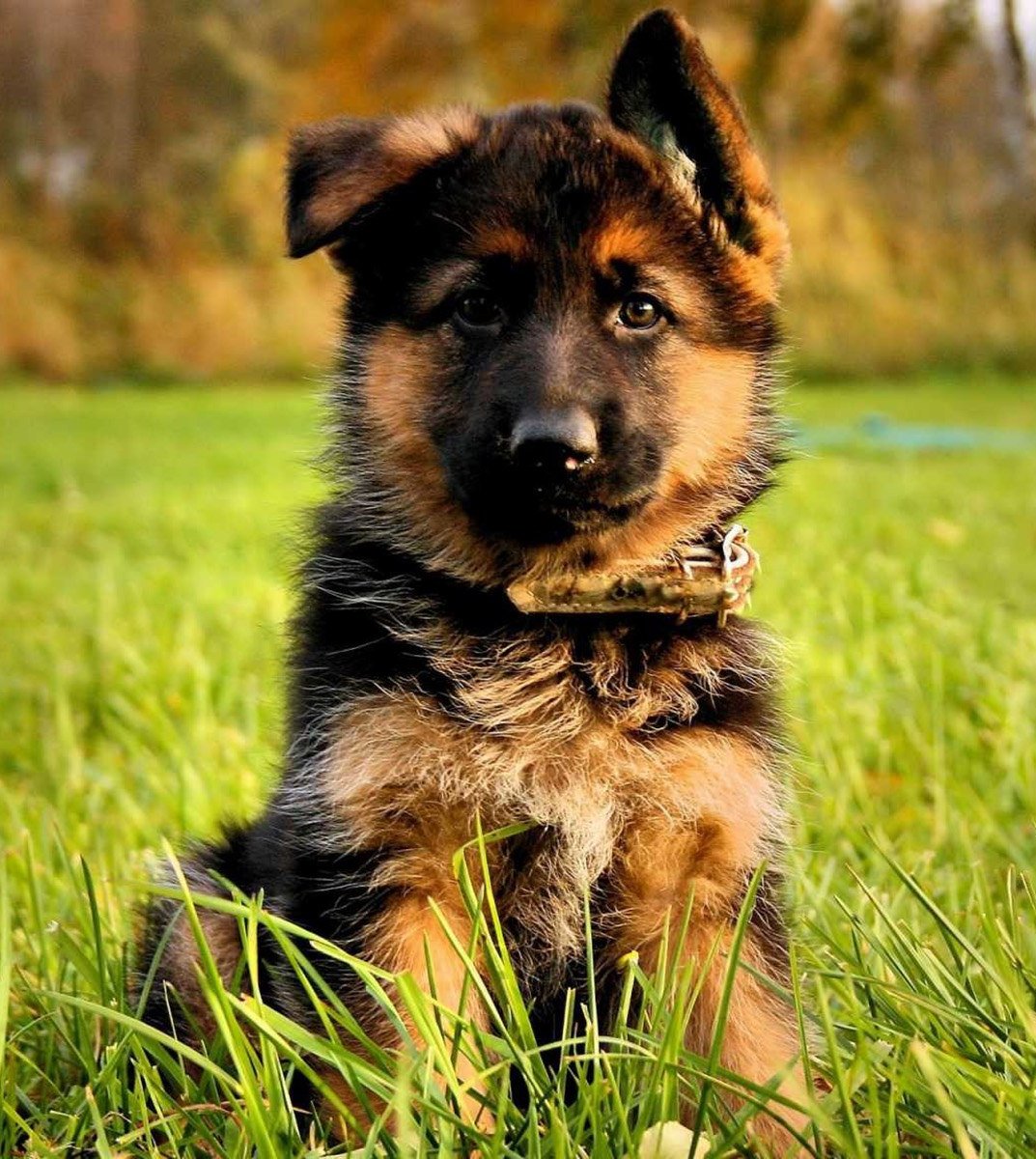 Немецкая овчарка мальчик