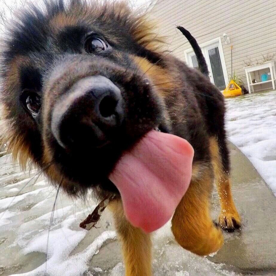 Немецкая овчарка 4k