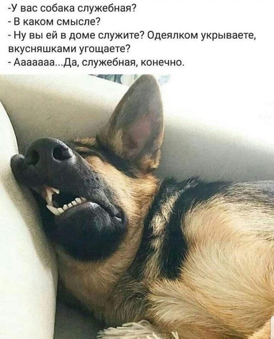 Карликовая немецкая овчарка щенок