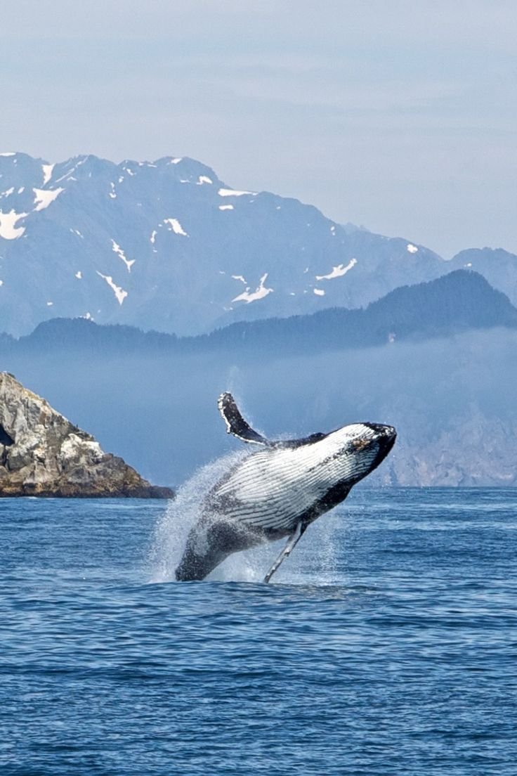 Аляска киты в Джуно