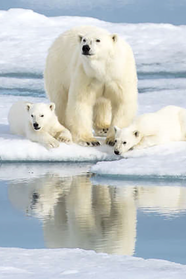 Аляска животный мир