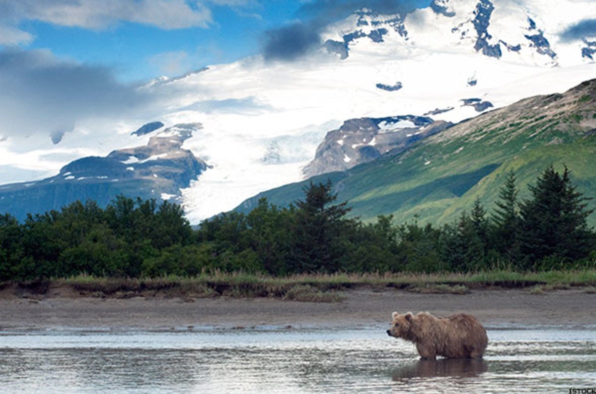 Медведь Гризли на Аляске