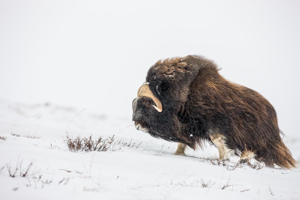 Северный гигант животное Аляски
