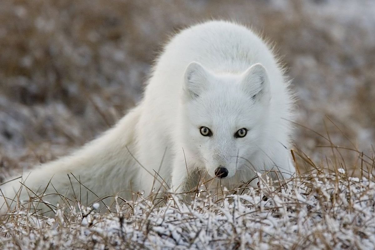 Островной песец