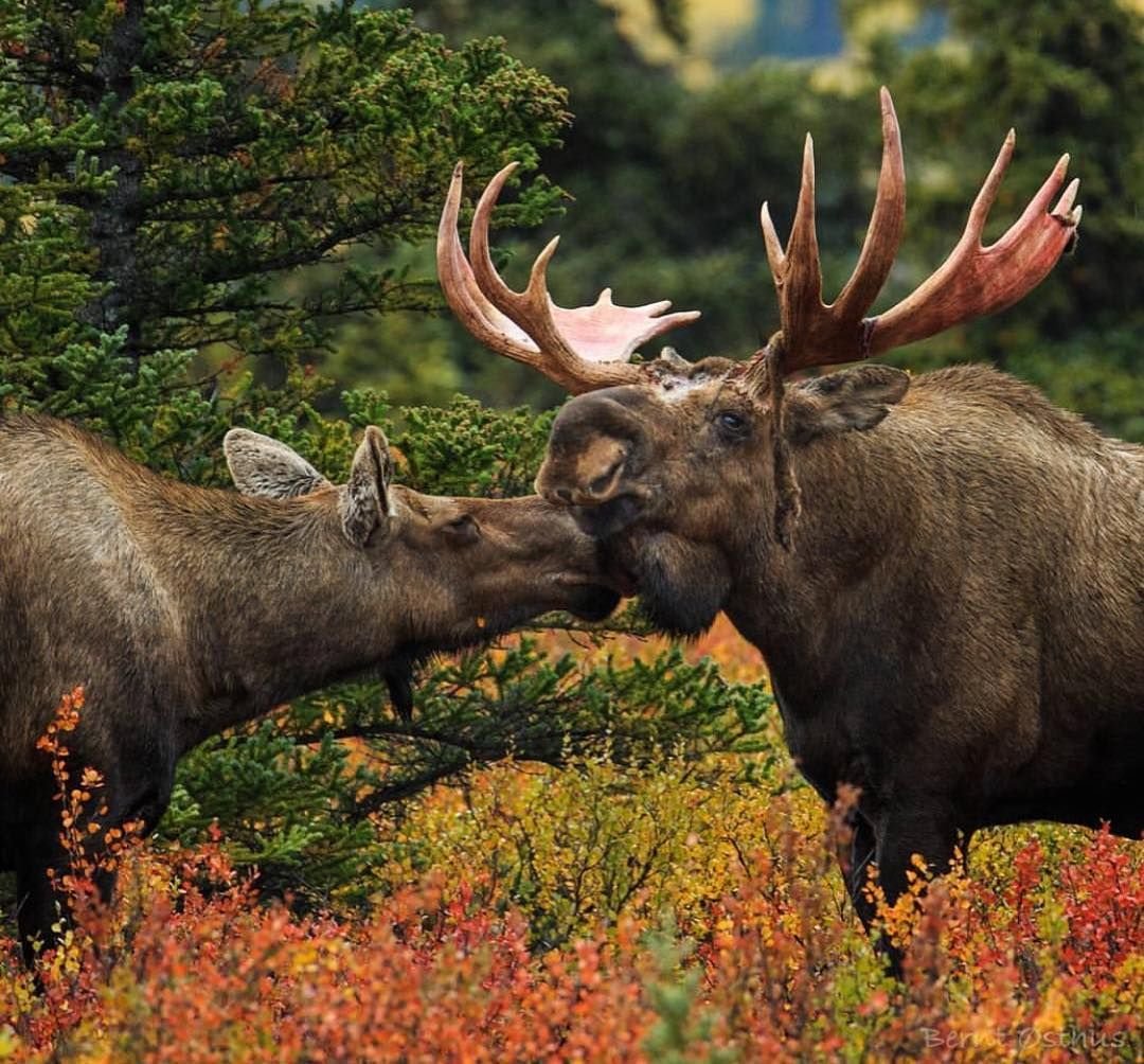 Лось Аляска