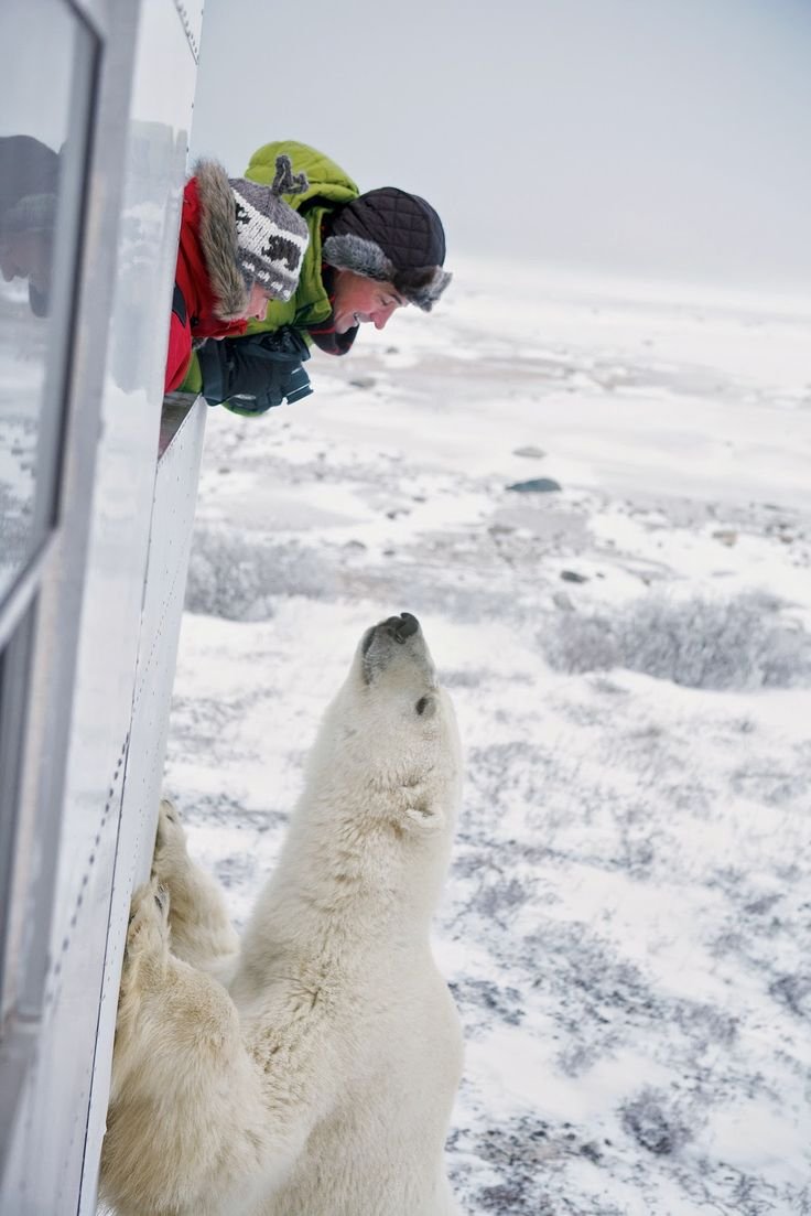 Животные Аляски