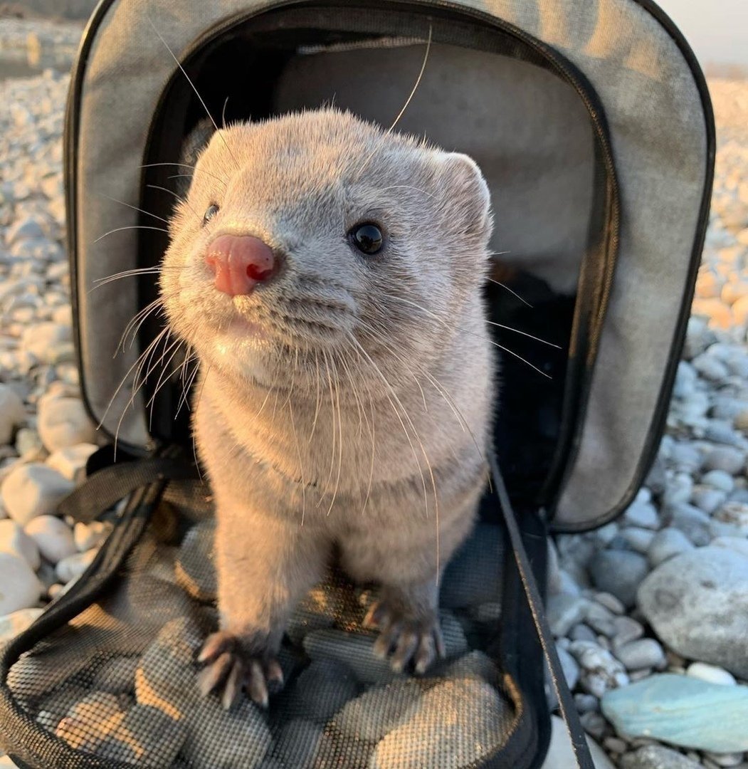 Кролик Эстетика