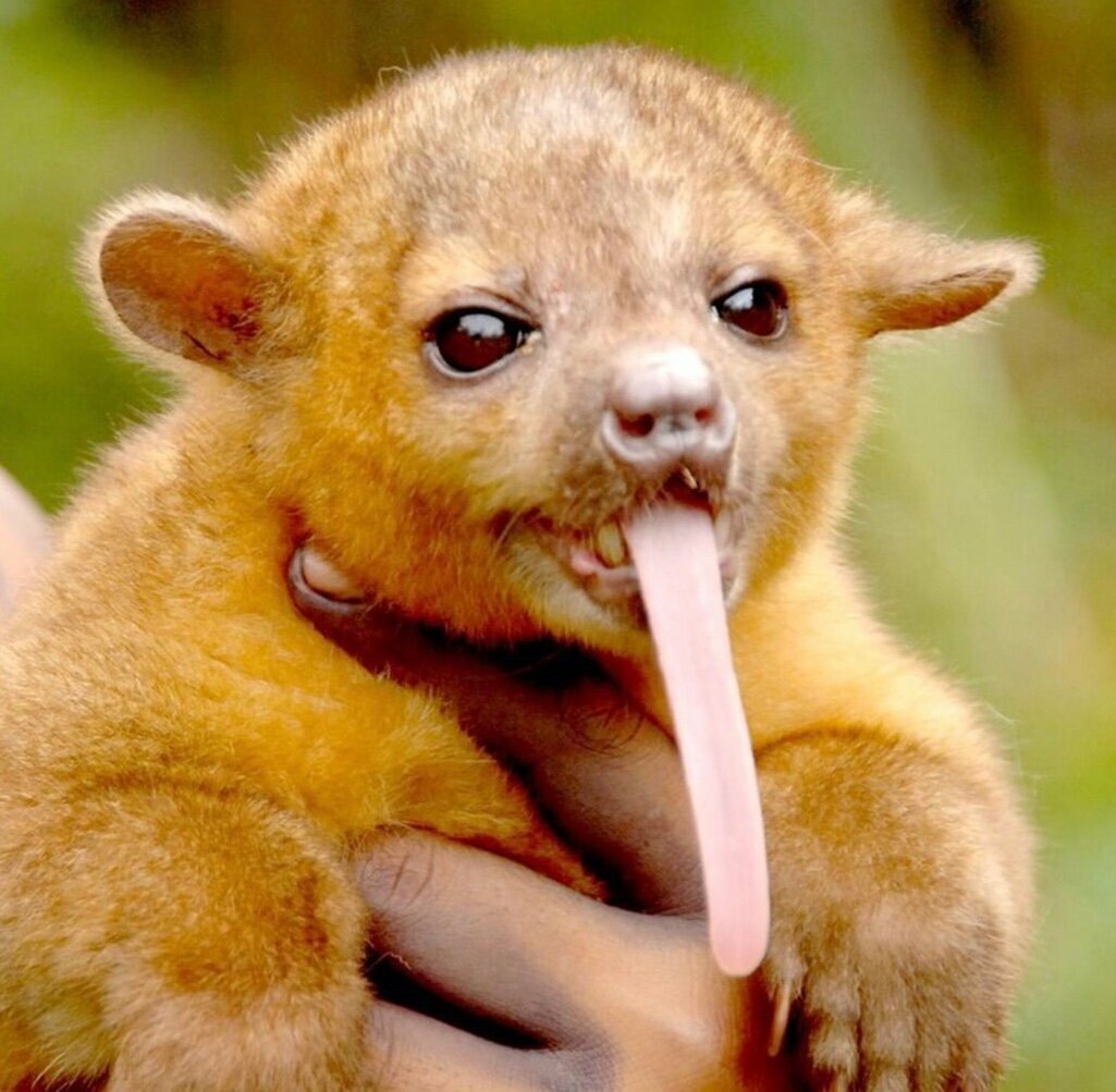 Американская голубая норка