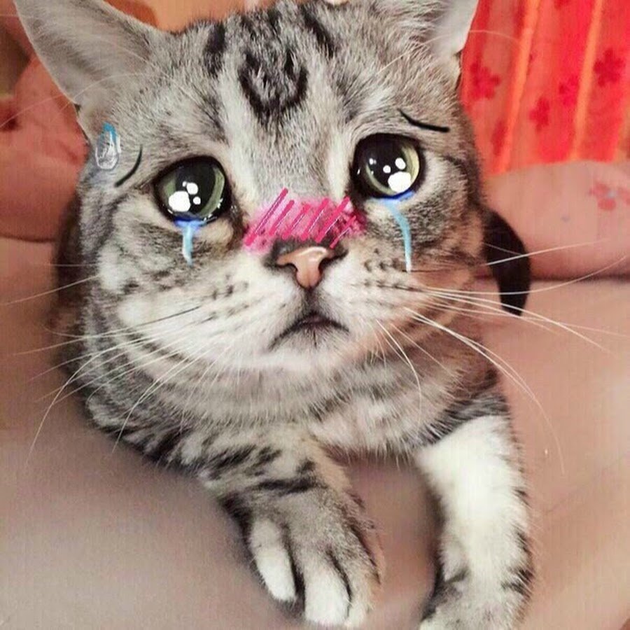 Сердитый кот Грампи