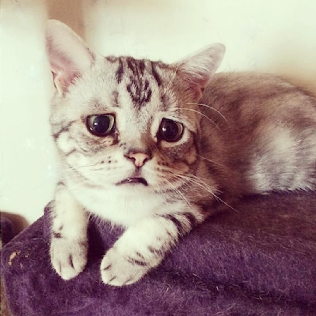 Грустный кот Тард