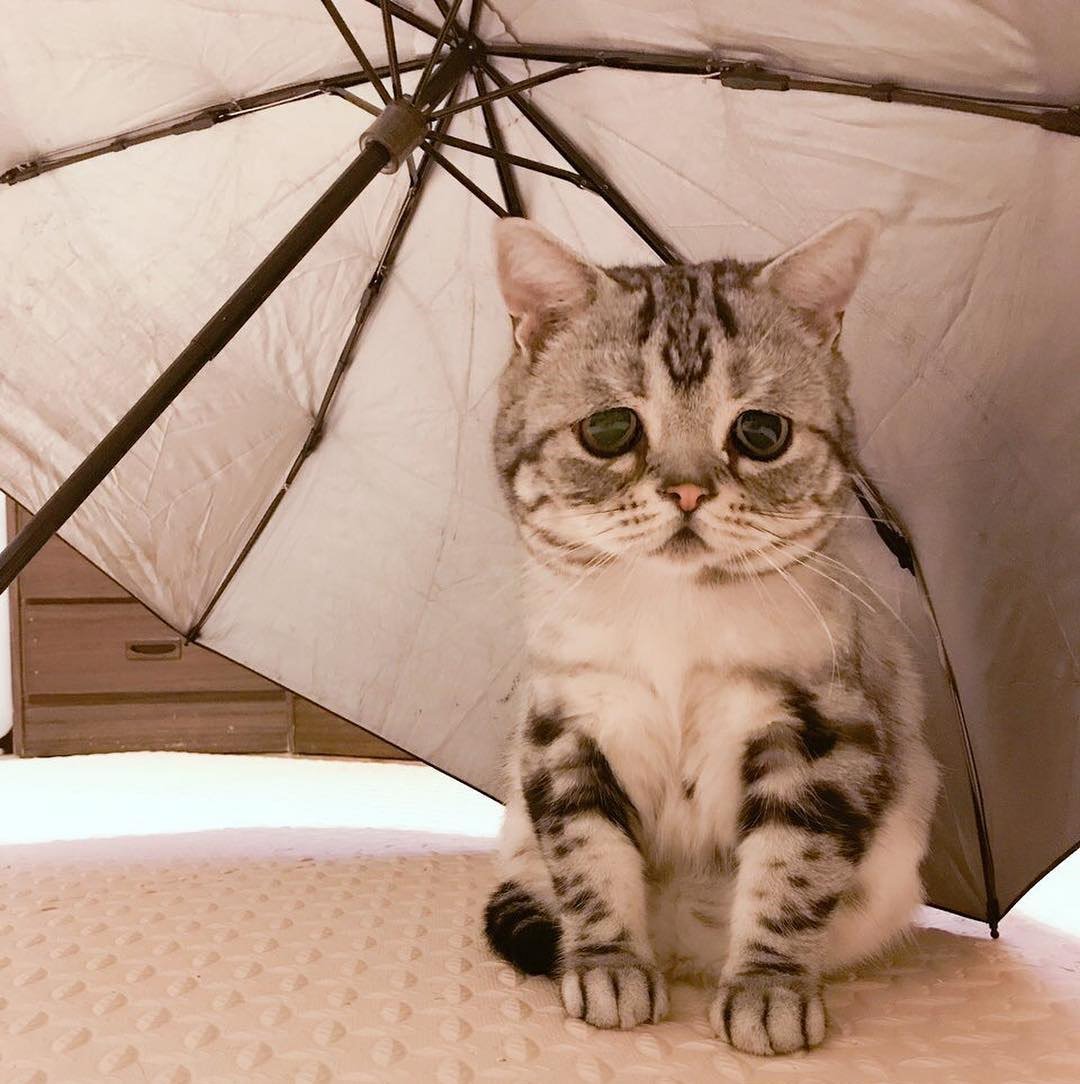 Печальный кот