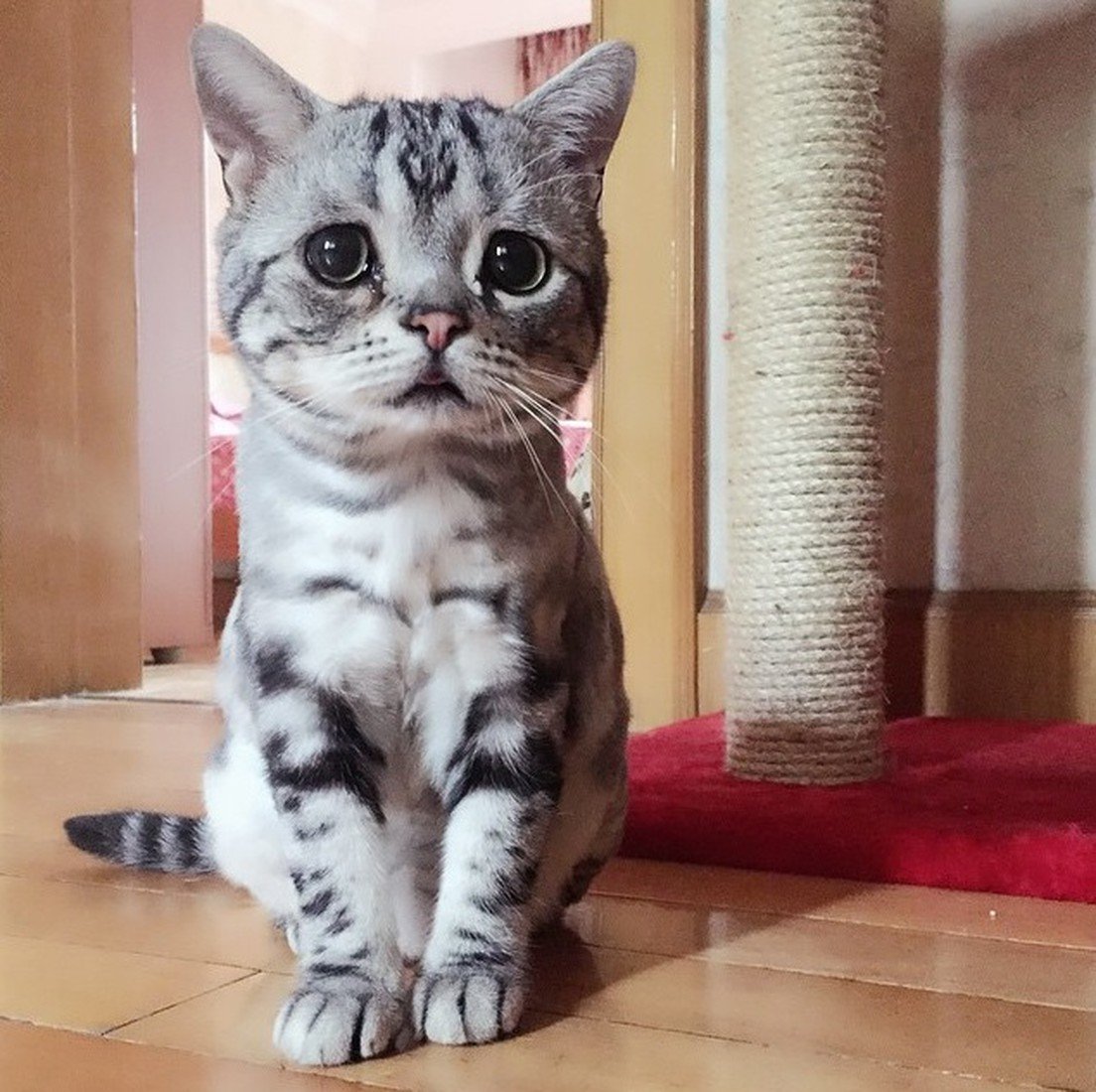 Недовольный кот Grumpy Cat