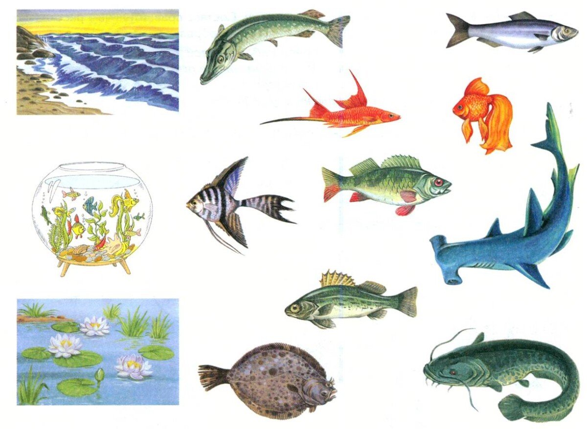 Дискус в аквариуме