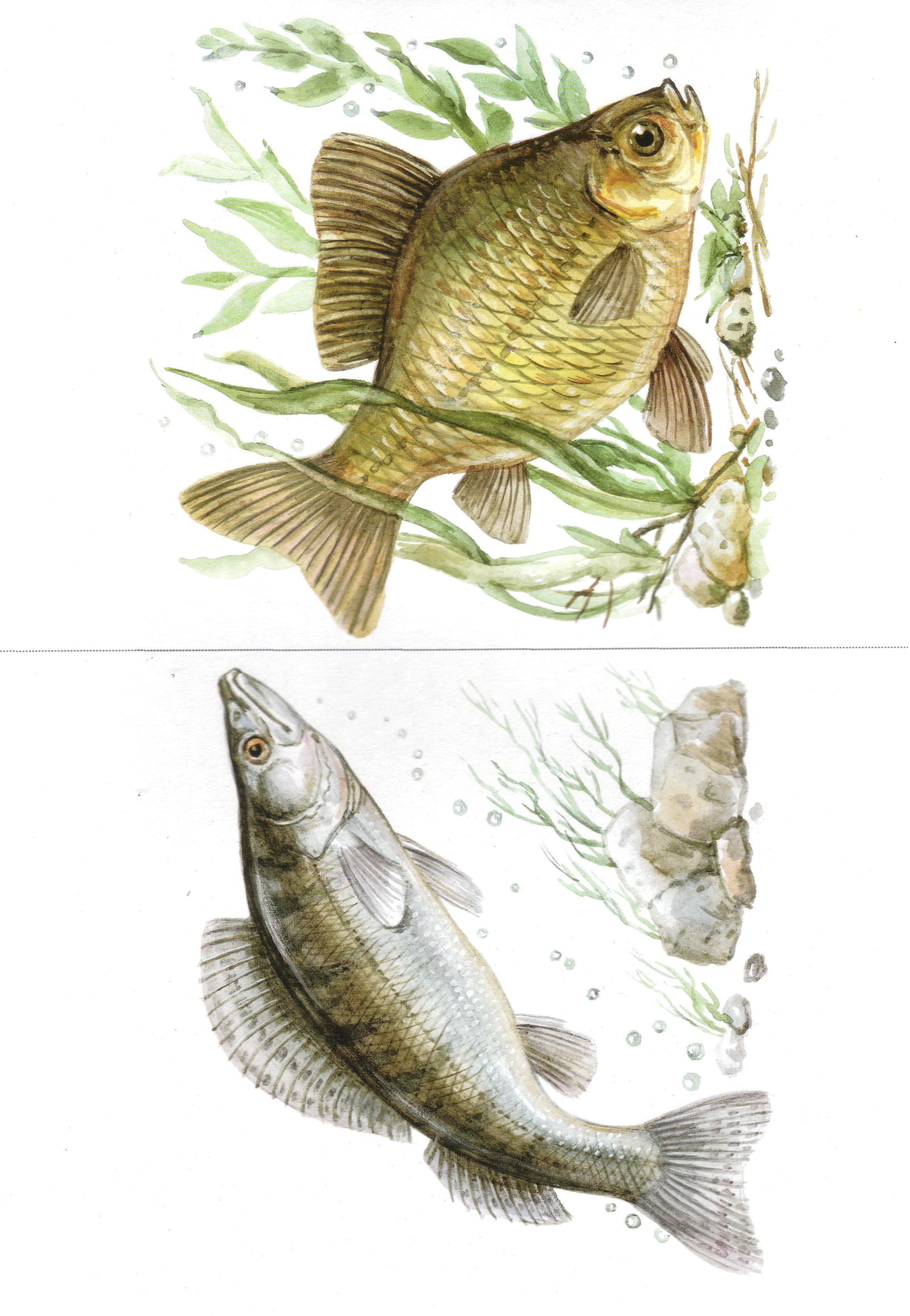 Картинка речные рыбы для детей. Пресноводные рыбы Нищева. Рыба иллюстрация. Речная рыба иллюстрация. Речные рыбки для дошкольников.