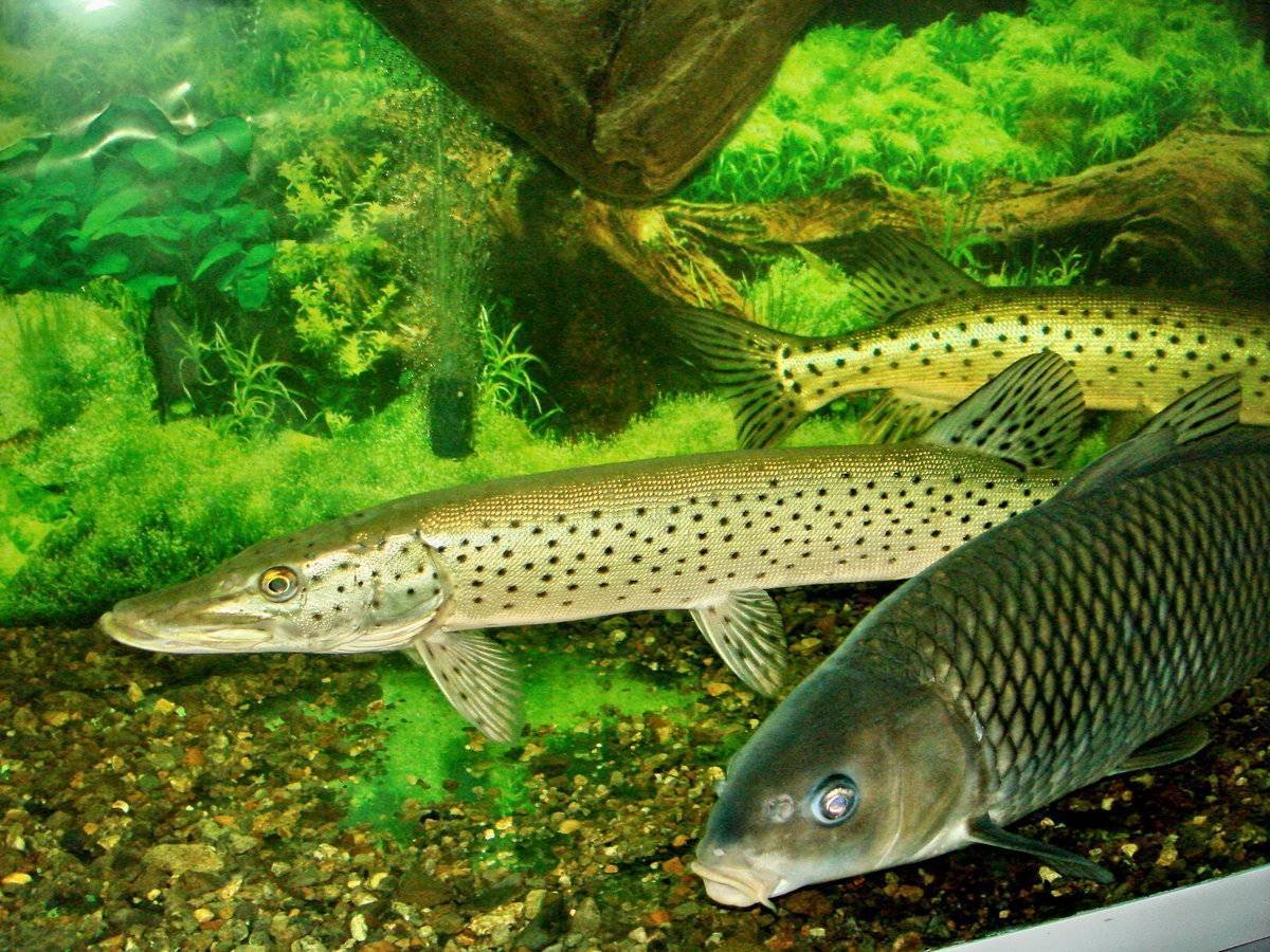 Гуппи Эндлера Панда слоновьи уши