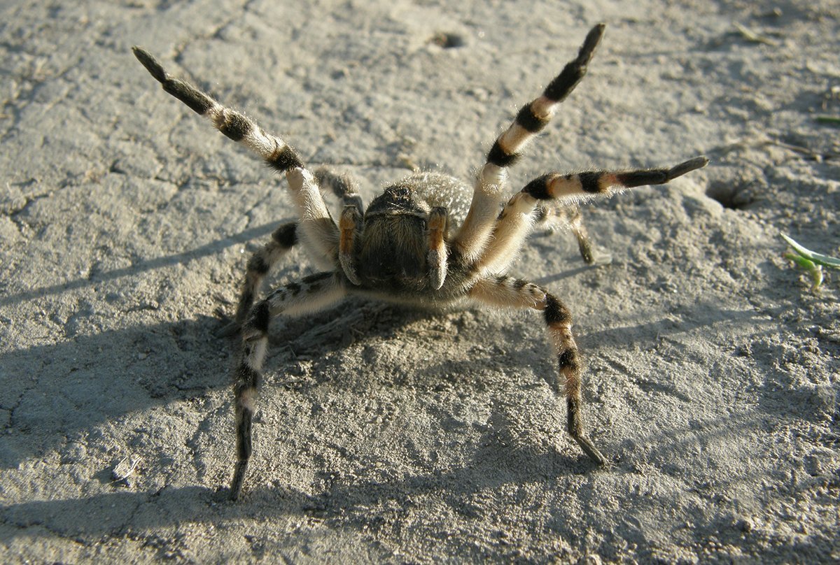 Тарантул Земляной паук