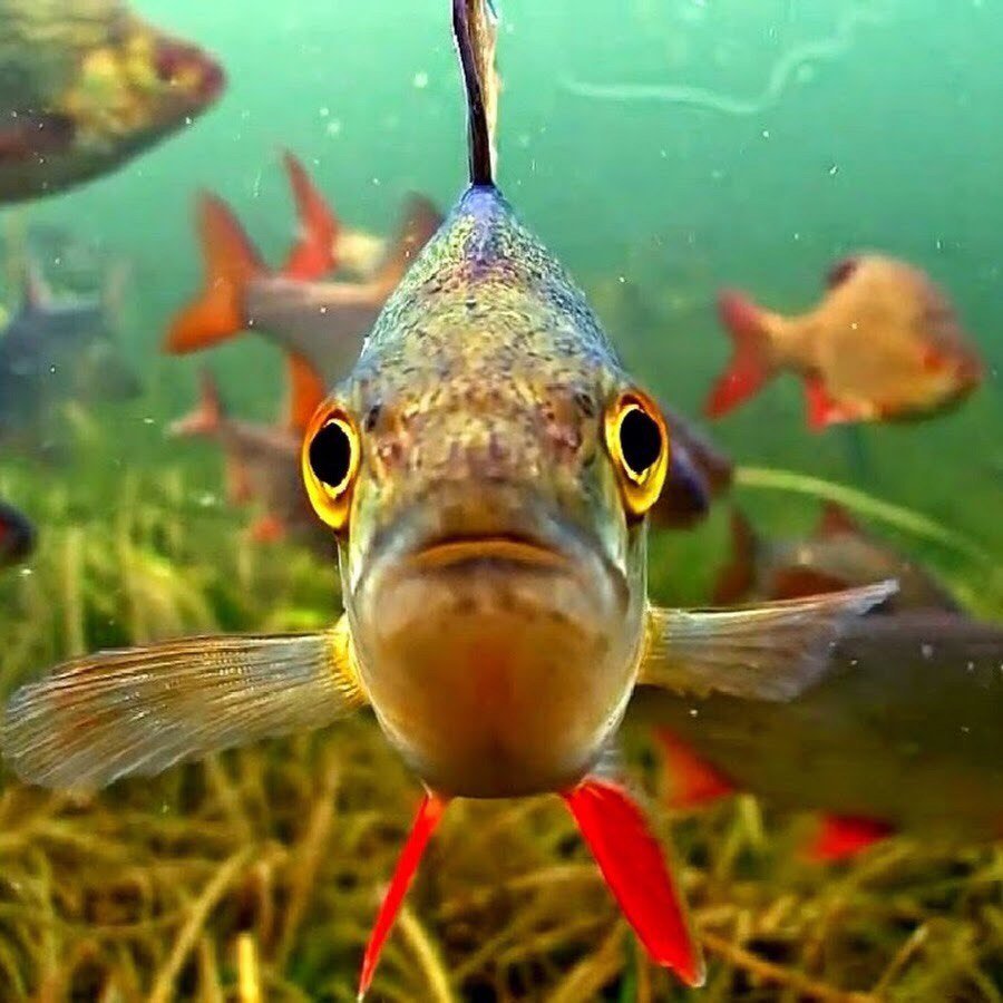 Амазонка река обитатели пираньи