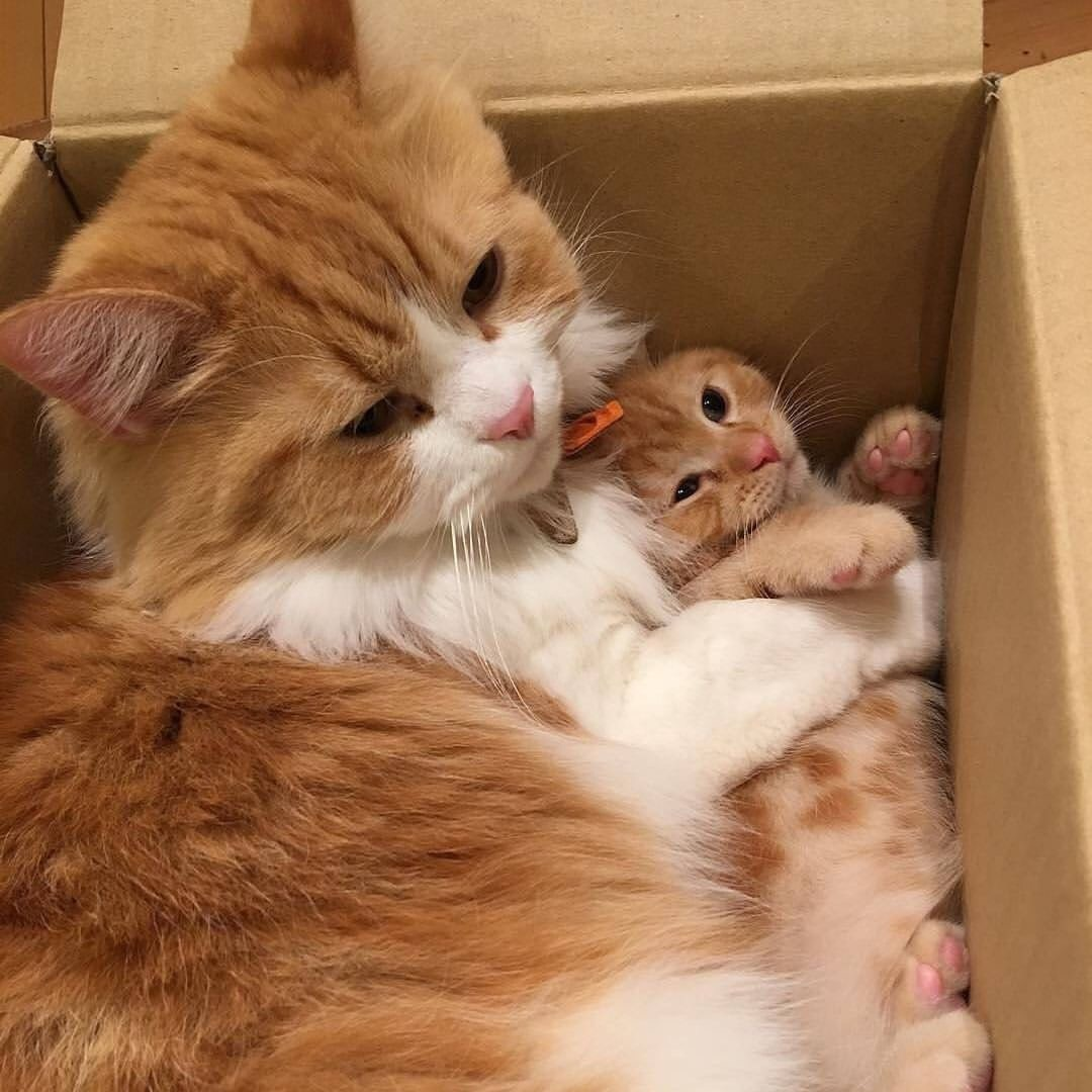 Мама кошка и котенок