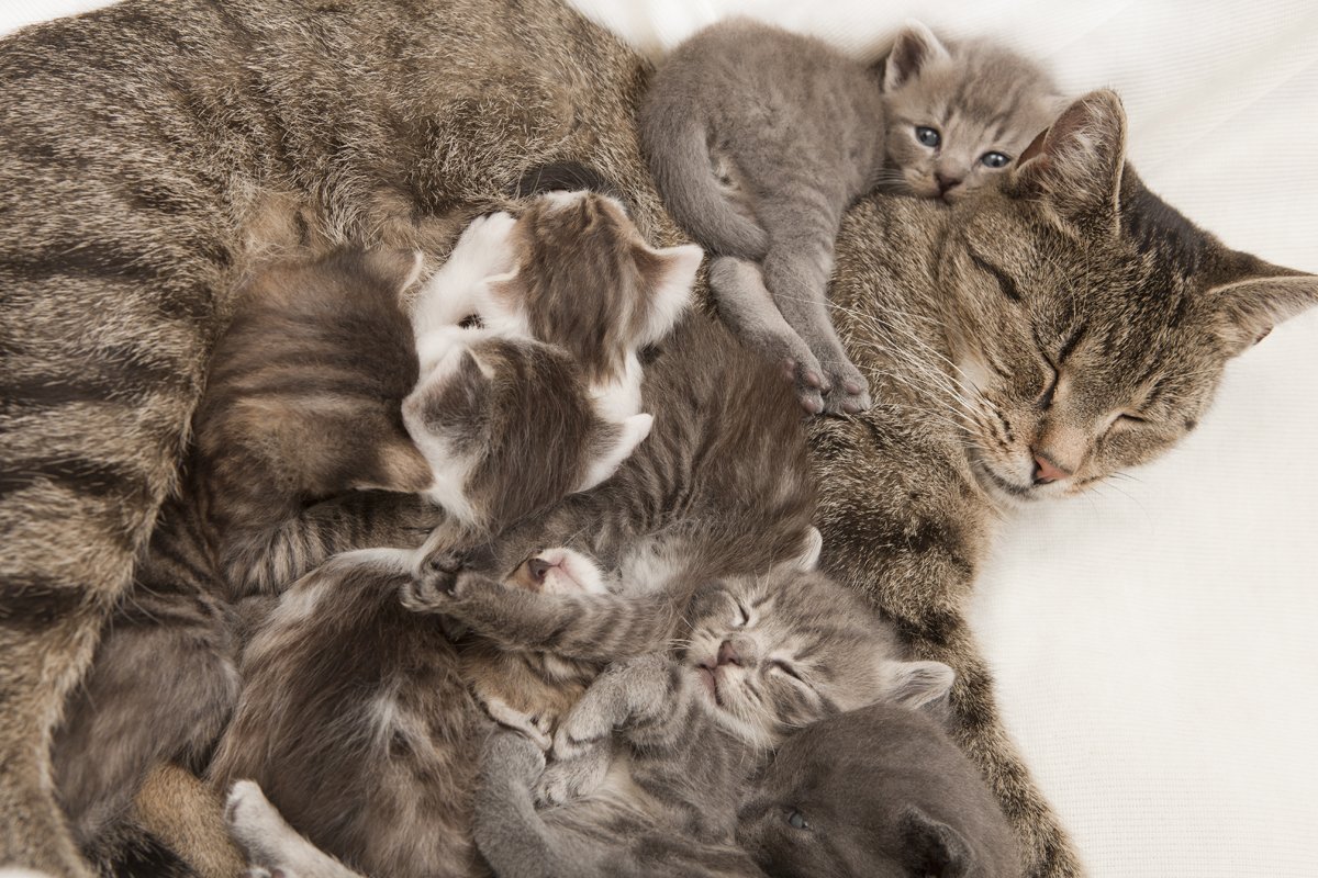 Звук кошки мамы котятам. Мама кошка и котенок. Мама кошка и много котят. Шесть котят. Мама кошка и 6 котят.