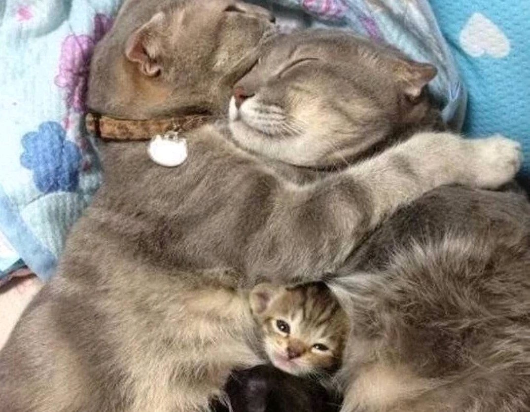 Котята с мамой и папой