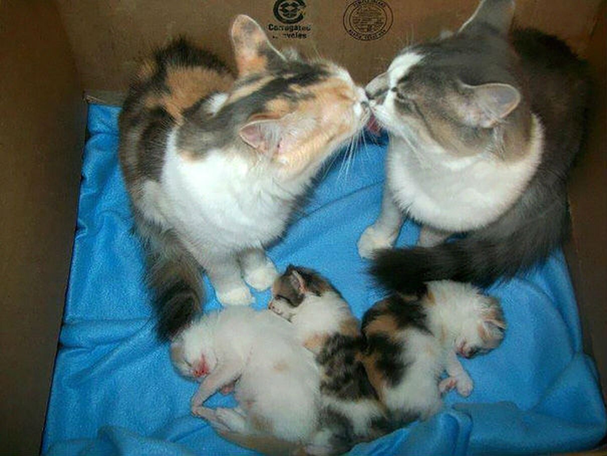 Cat parents. Кошачья семья. Котенок с родителями. Мама кошка и папа кот и котята. Котята с мамой.