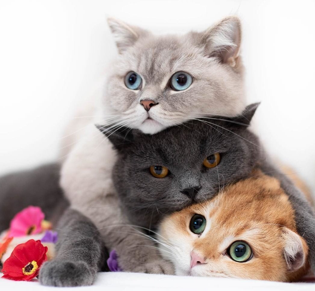 Кошки подруги