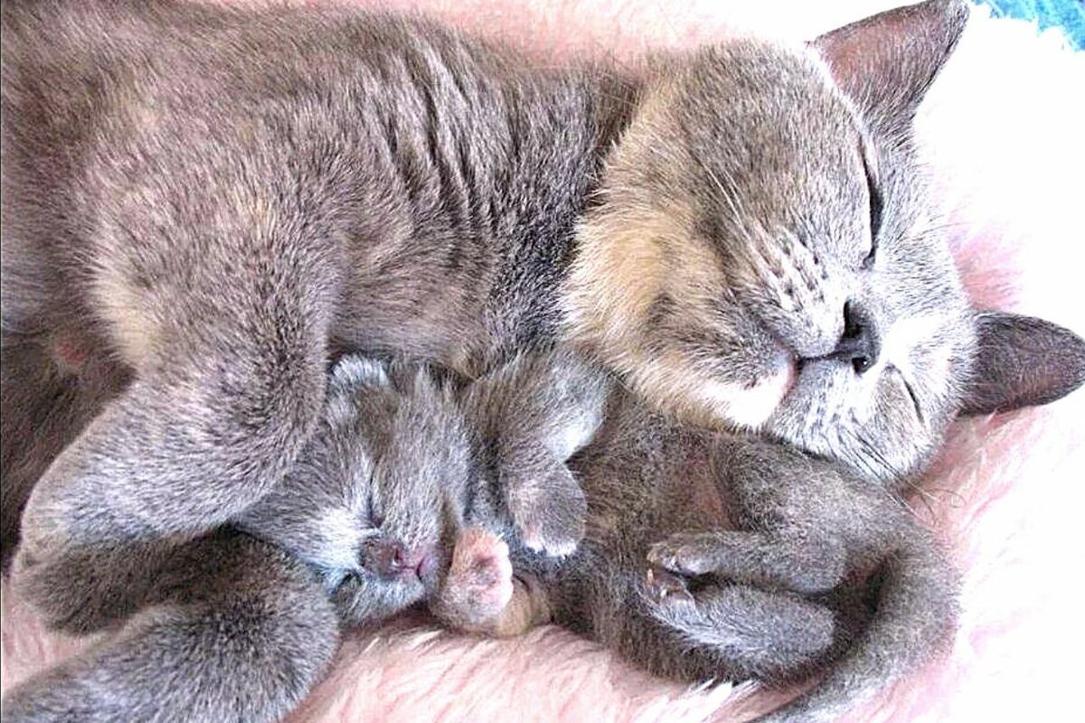 Котенок спит с мамой