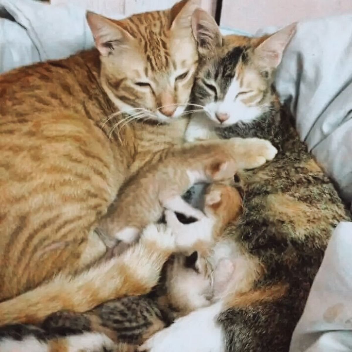 Котята с мамой и папой