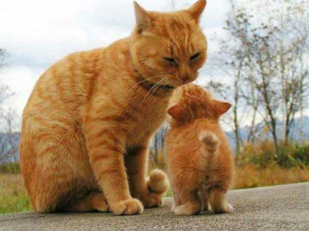 Рыжий котенок с мамой