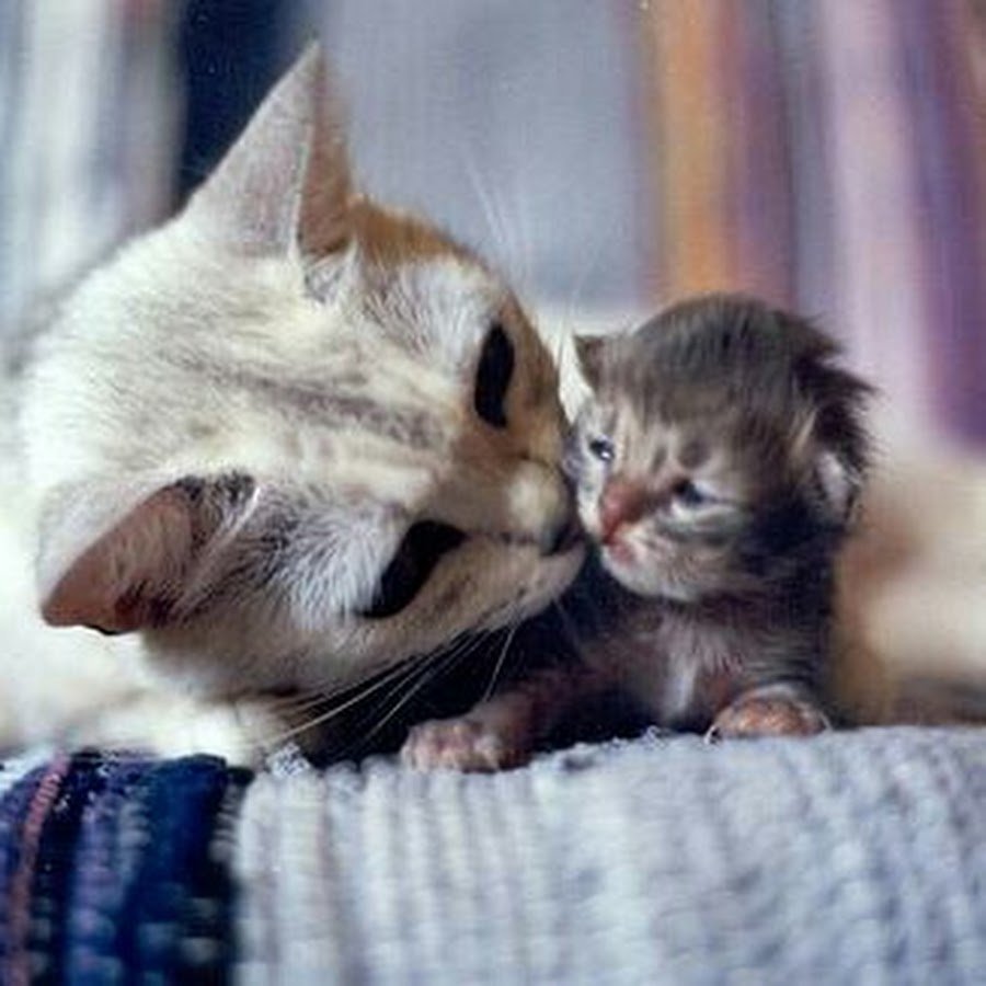 Милые и трогательные котята