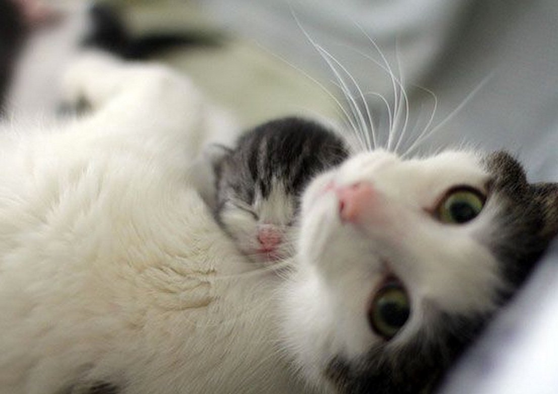 Котят милые милые с мамой
