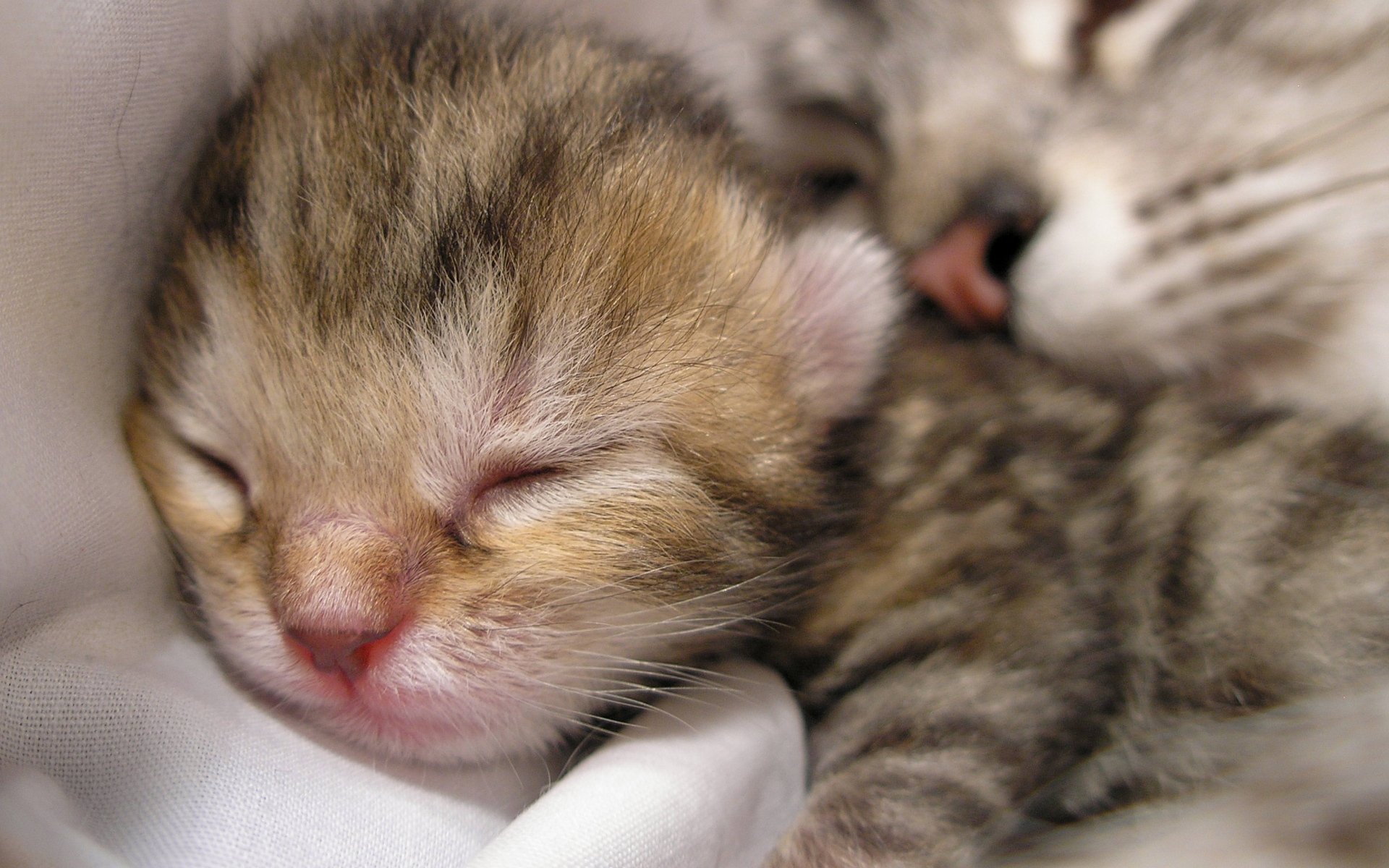 Звук кошки мамы котятам. Маленький котенок. Спящие котята. Котята с мамой. Малюсенькие котята.