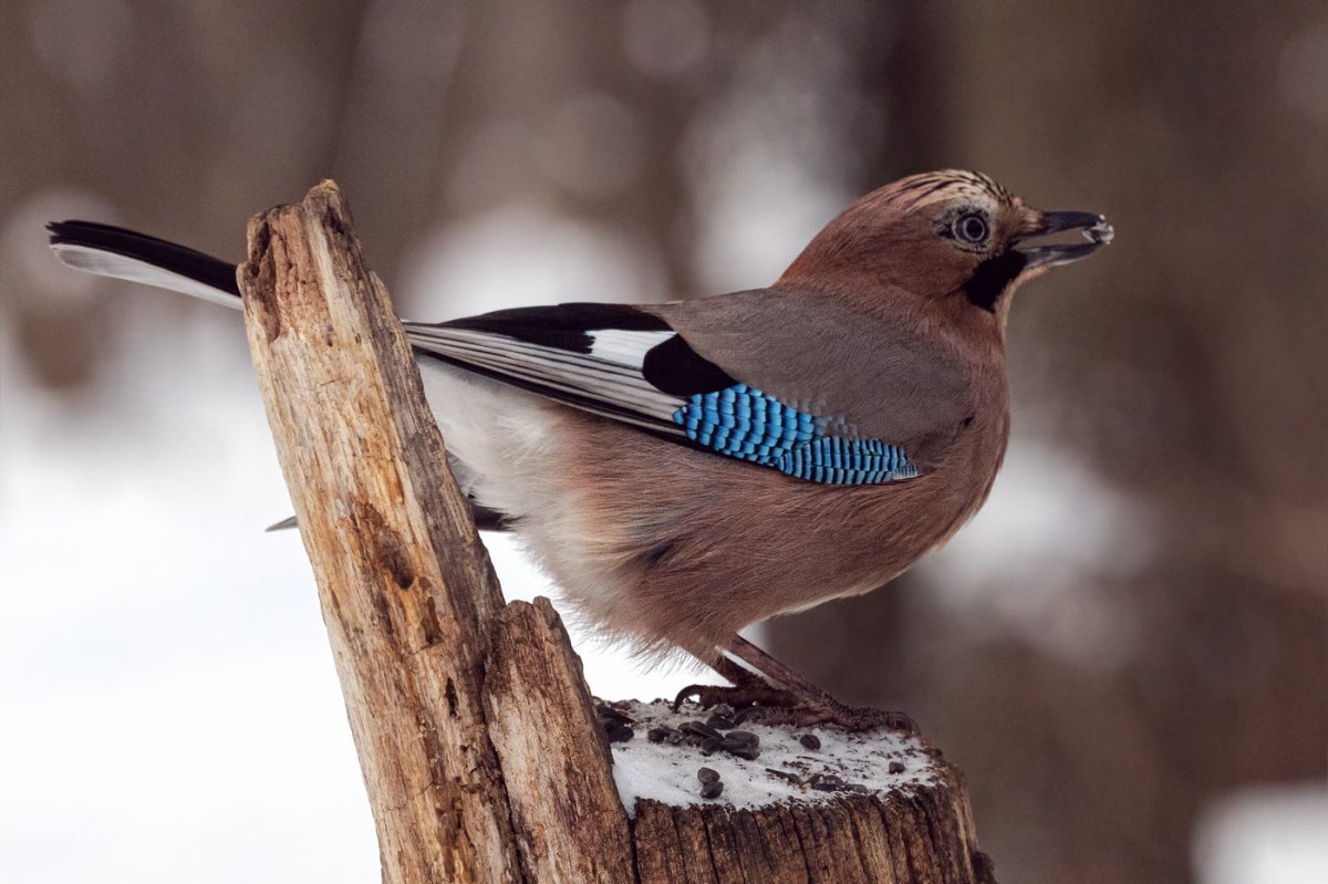 Востроглазая Сойка