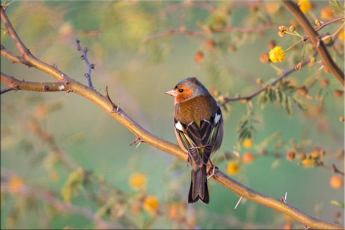 Зяблик перелетающие птицы?