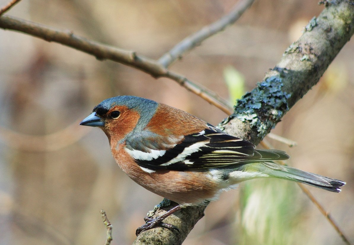 Зяблик птичка певчая