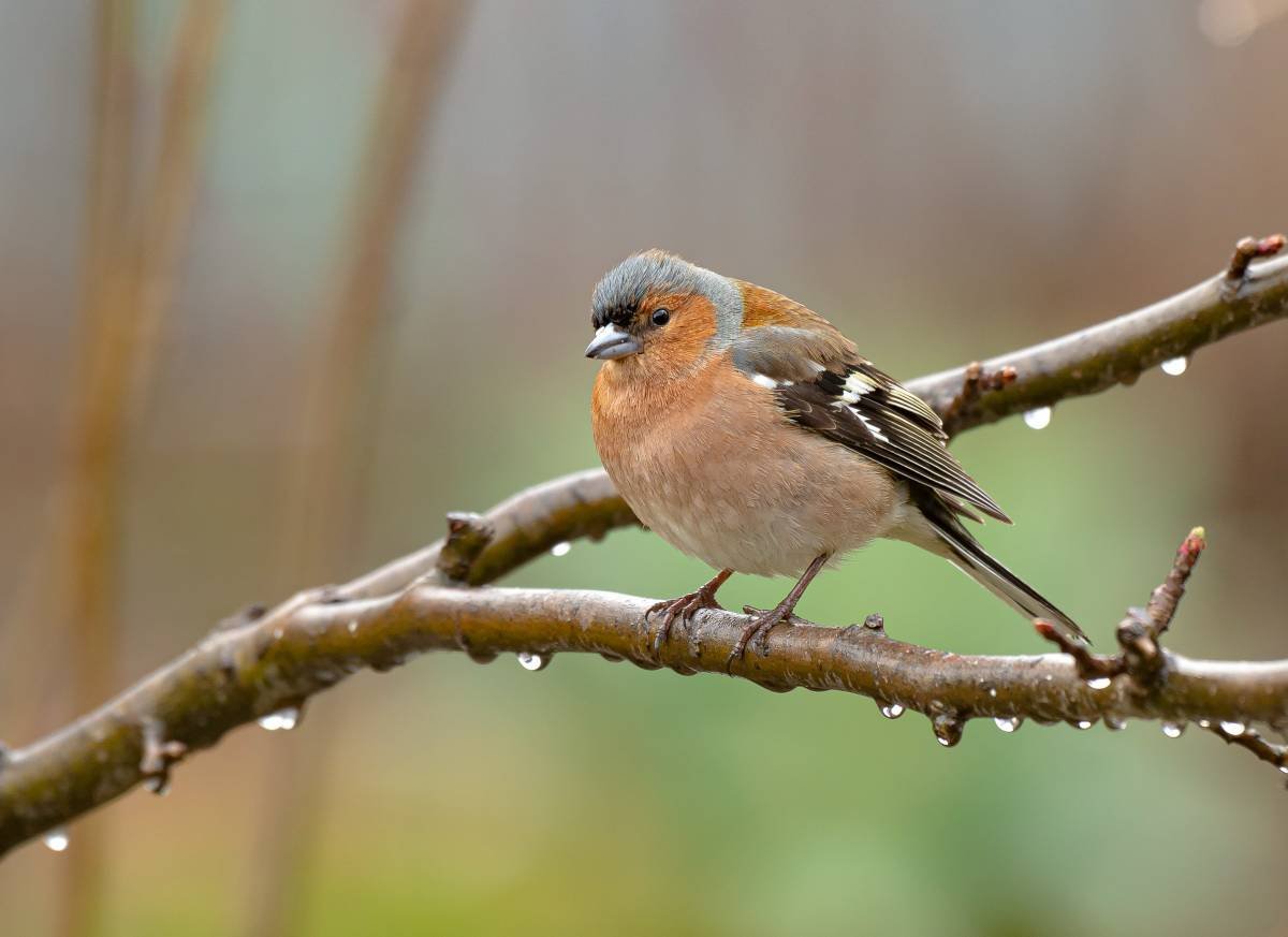 Зяблик (fringílla COÉLEBS)
