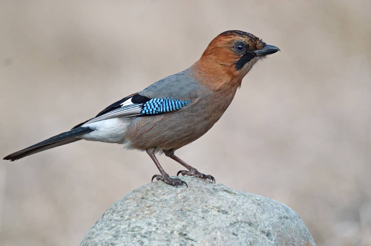 Сойка обыкновенная