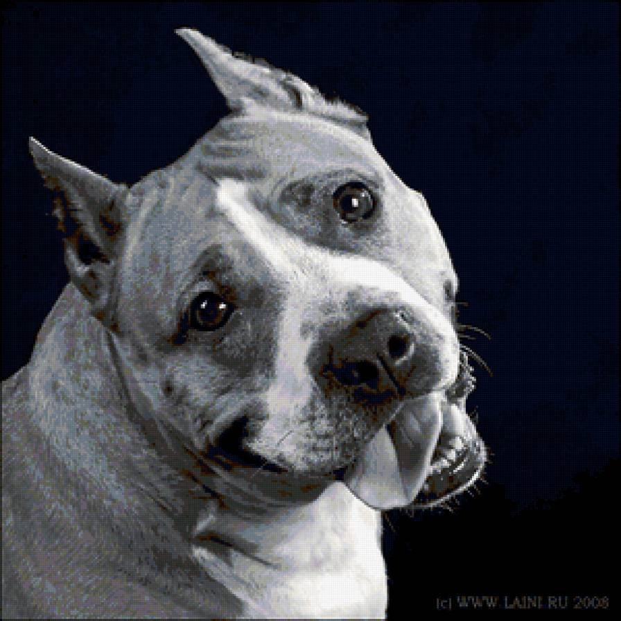 Американский стаффордширский терьер