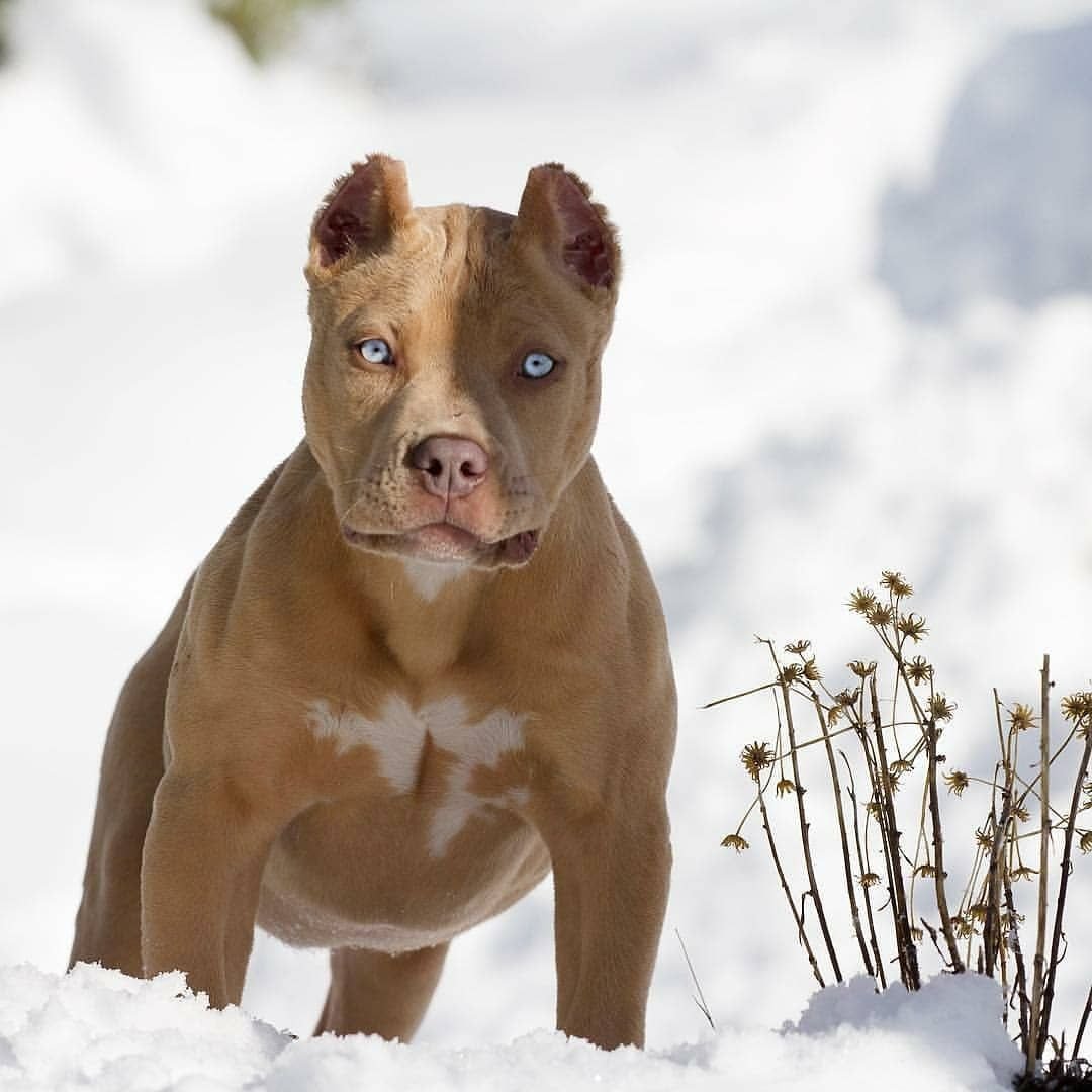 Амстафф черный