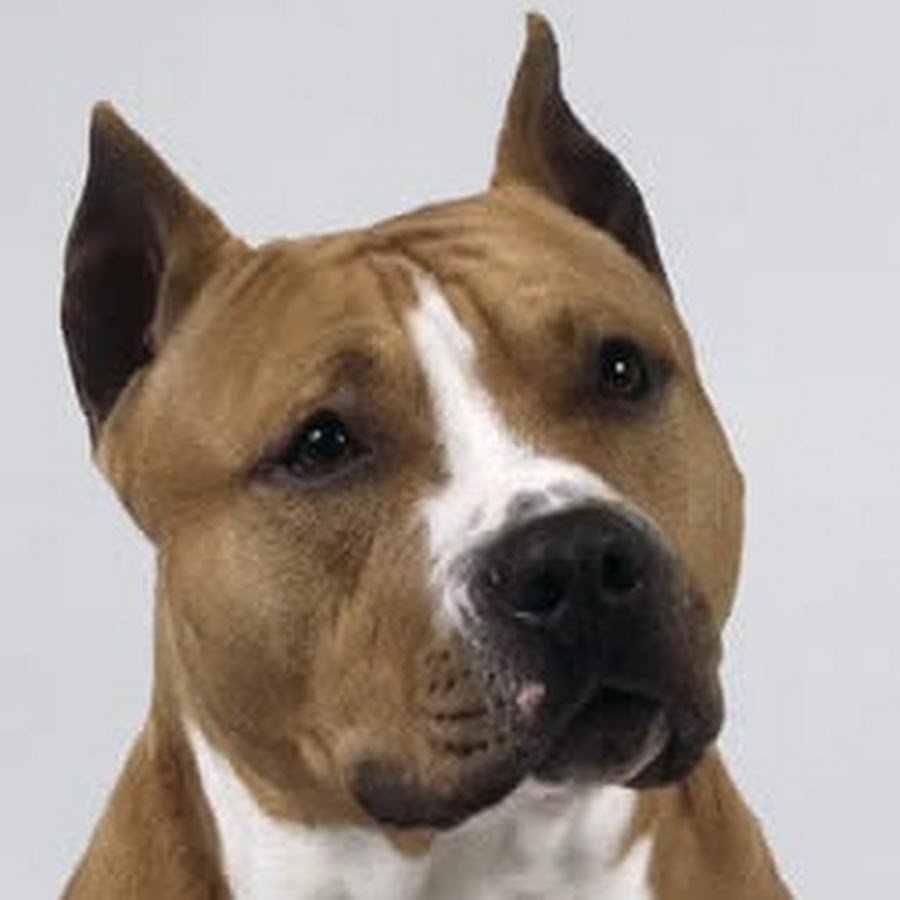 Стаффордширский терьер нянька